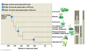 structural adaptations in land plants